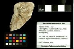 Foto (Objekt + Etiketten) von Cracensigillatus acutirostrus (Moericke, 1889) 